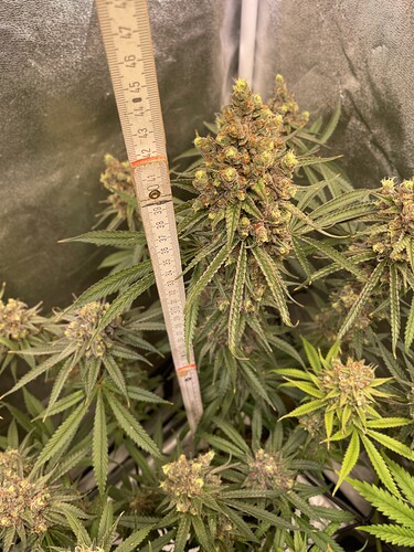 Growreport Bild 3