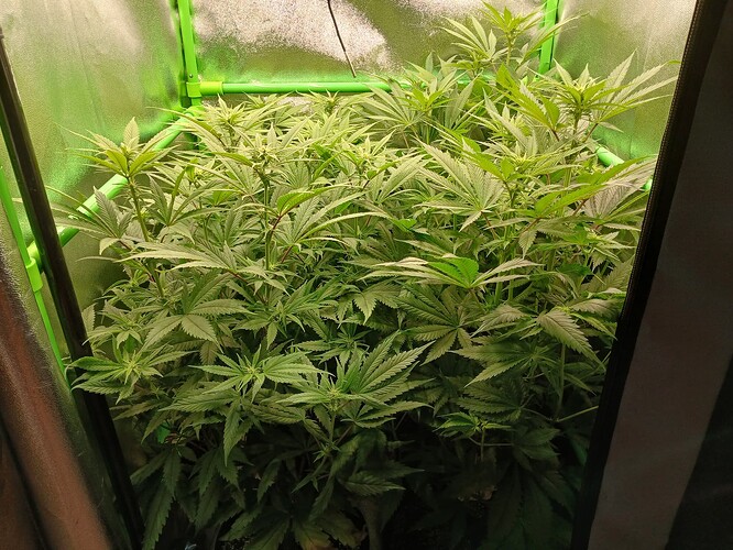 Growreport Bild 1