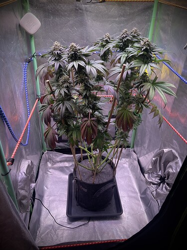 Growreport Bild 2