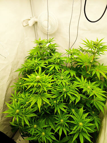 Growreport Bild 6