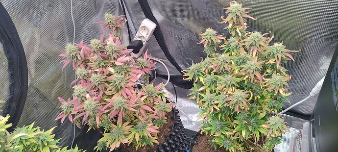 IMG_20251221_203830548_HDR
