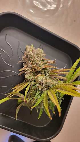 Growreport Bild 5