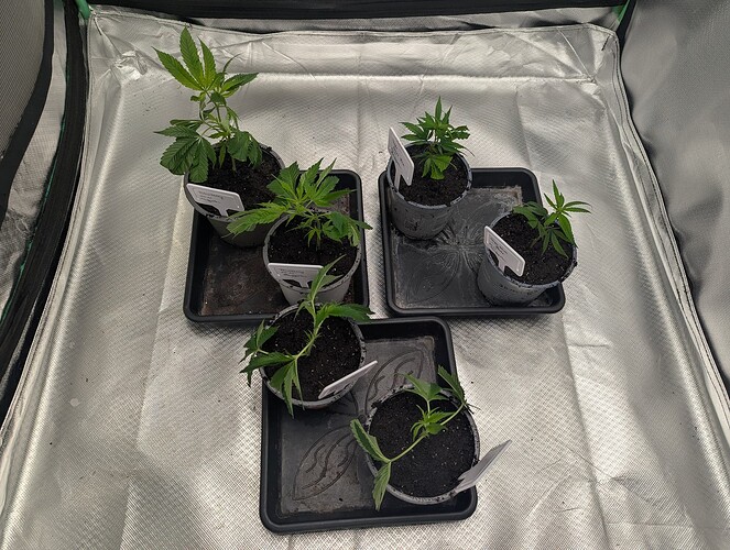 Growreport Bild 7