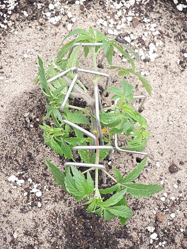 Growreport Bild 12