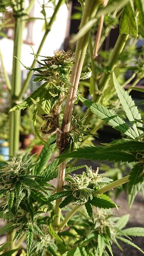Growreport Bild 32