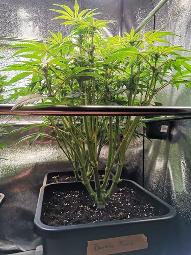 Mix grow BT32 (6)