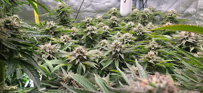 Growreport Bild 18