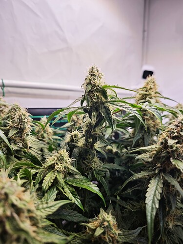 MVIMG_20251116_203731