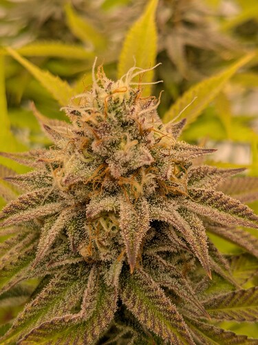 PXL_20240706_155943854