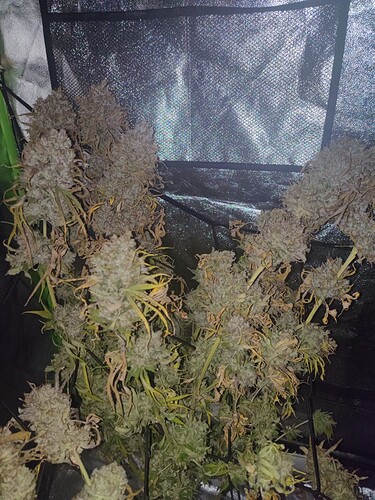 Growreport Bild 8