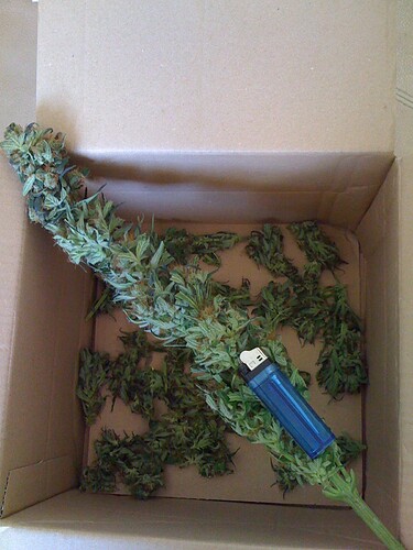 Growreport Bild 56