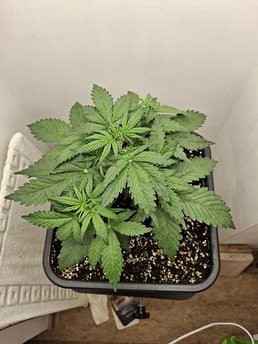 Growreport Bild 36