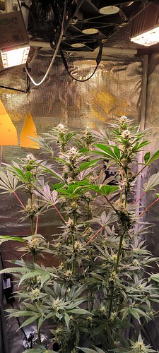 Growreport Bild 2
