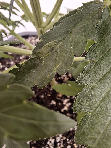 Growreport Bild 39