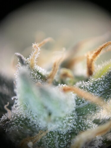 Growreport Bild 45
