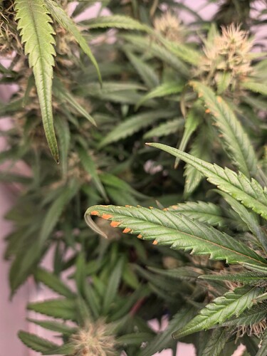 Growreport Bild 1