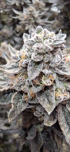 Growreport Bild 16