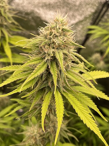 Growreport Bild 7