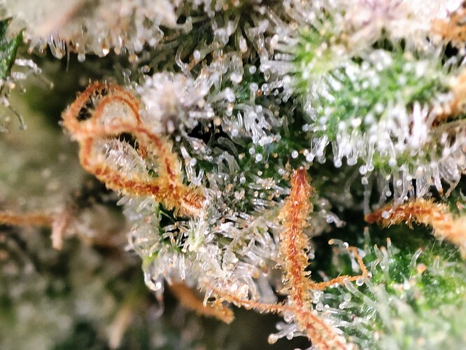 Growreport Bild 37