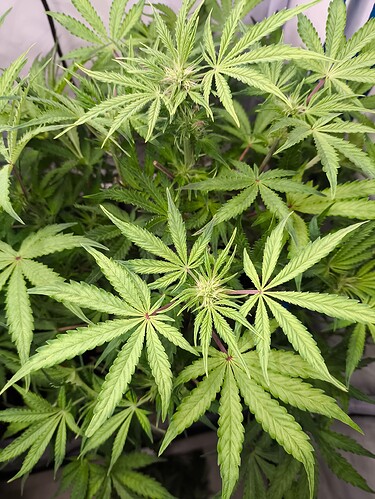 Growreport Bild 1