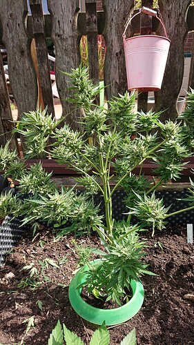Growreport Bild 17