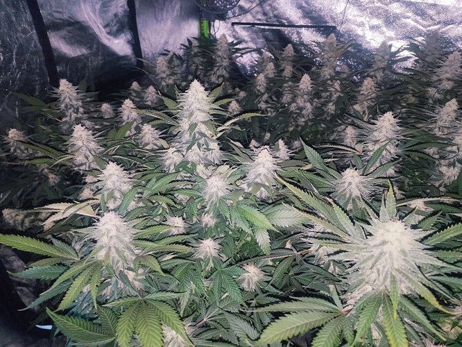 Growreport Bild 36