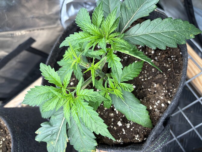 Growreport Bild 6