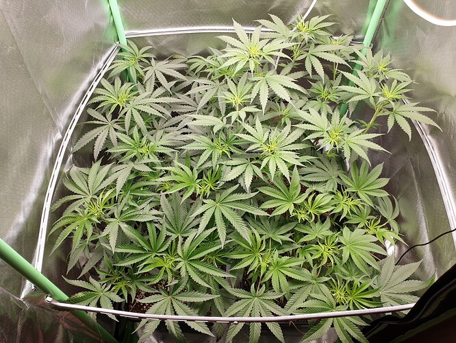 Growreport Bild 1