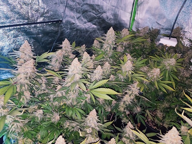 Growreport Bild 37