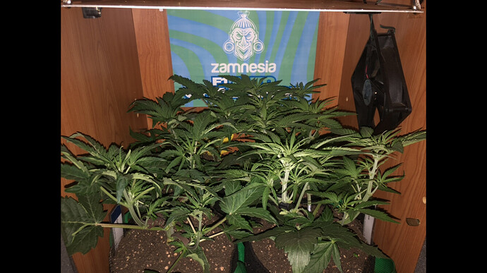 Growreport Bild 37