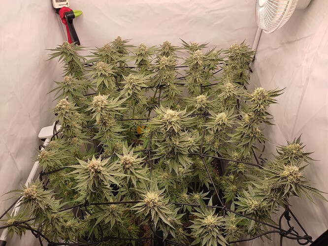 Growreport Bild 45