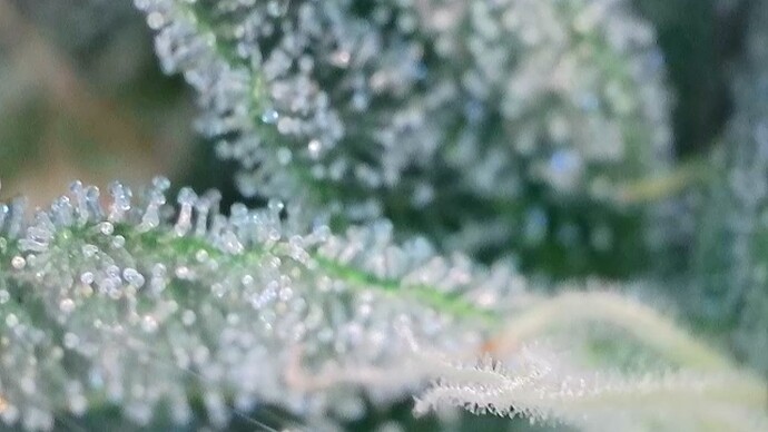 Growreport Bild 41
