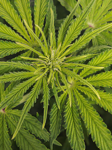 Growreport Bild 18