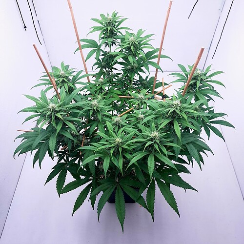 Growreport Bild 3