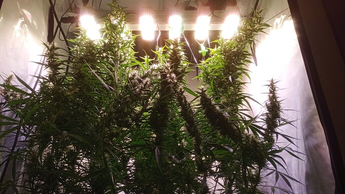 Growreport Bild 15