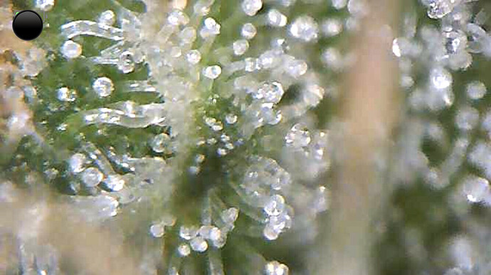 Growreport Bild 7