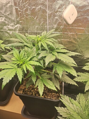 Growreport Bild 4