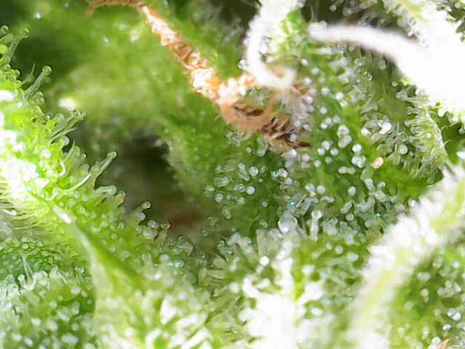 Growreport Bild 8
