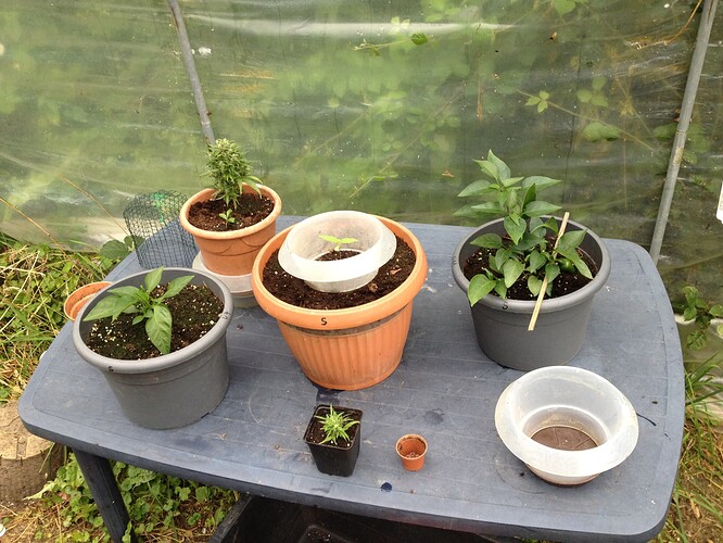 Growreport Bild 17