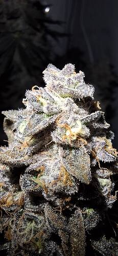 Growreport Bild 20