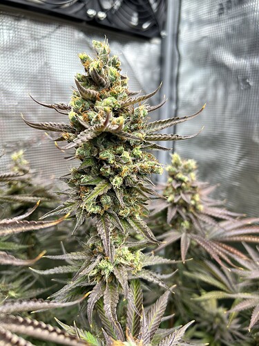 Nahaufnahme eines reifen Cannabis-Buds in einem Growzelt kurz vor der Ernte.