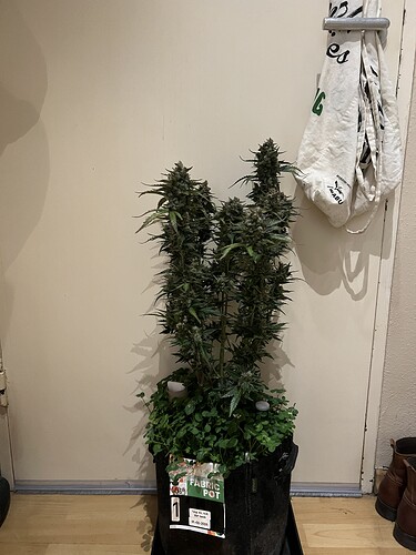 Growreport Bild 8