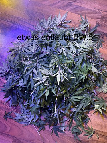 Growreport Bild 3