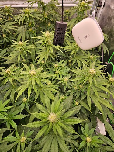 Growreport Bild 4