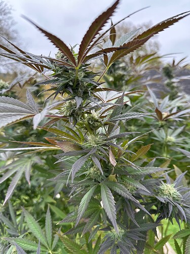 Growreport Bild 37