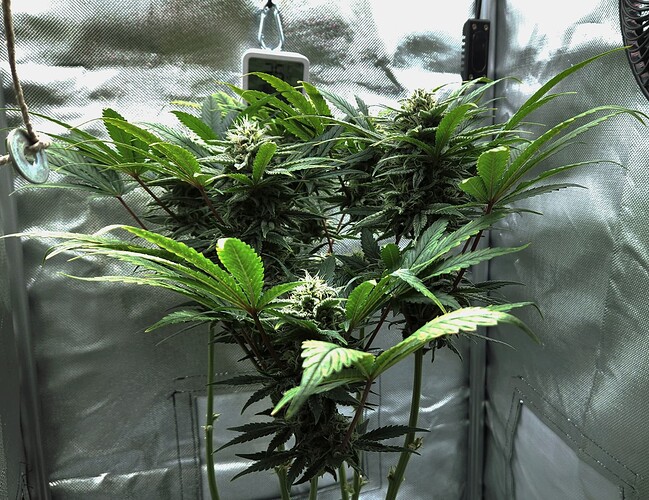Growreport Bild 2