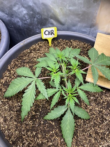 Growreport Bild 45