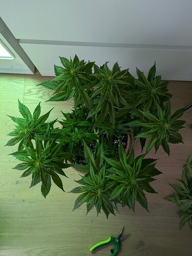 Growreport Bild 5