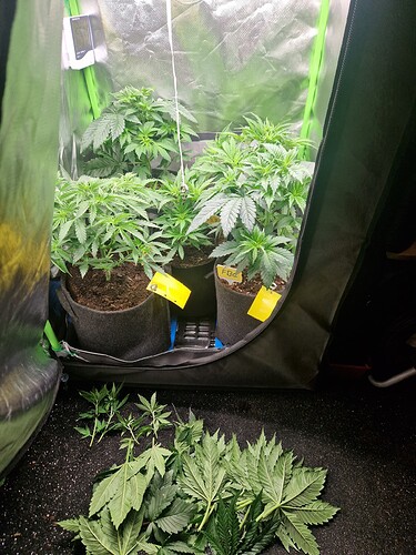 Growreport Bild 20