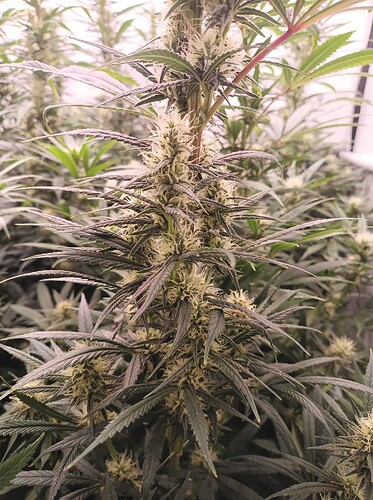 Growreport Bild 39
